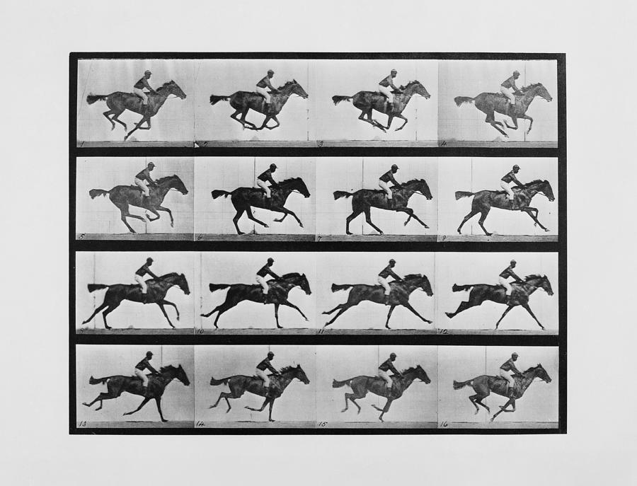 Animal Locomotion - 16 Frames of Racehorse Annie G. Print Photograph by War Is Hell Store