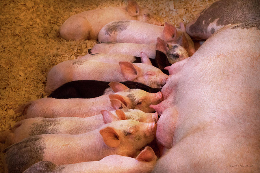 Mothers Day Photograph - Animal - Pig - Comfort food by Mike Savad