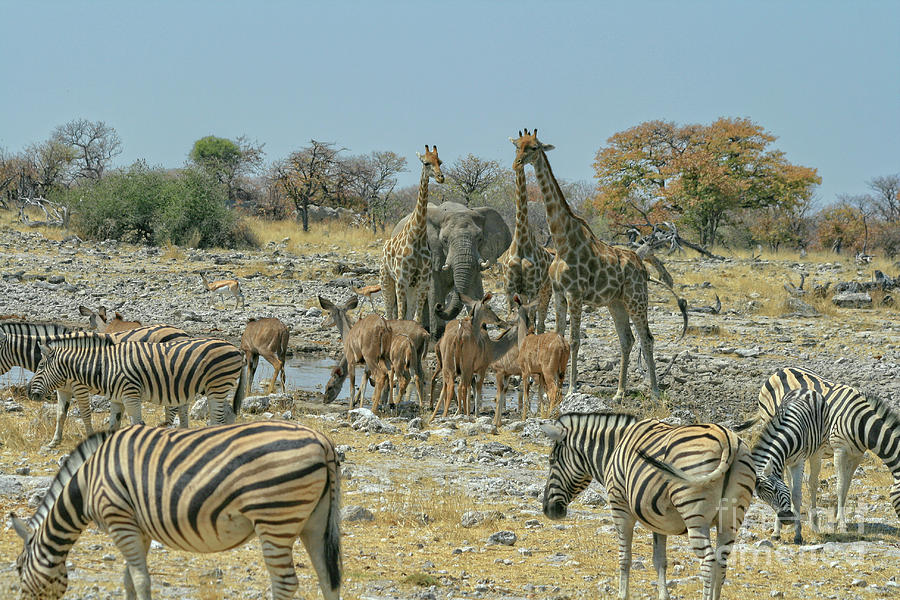 Animal Planet Photograph by Leigh Lofgren - Fine Art America