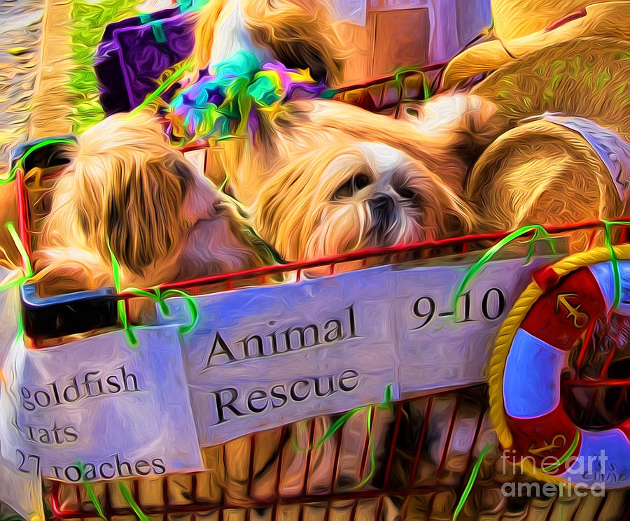 New Orleans Photograph - Animal Rescue NOLA by Kathleen K Parker
