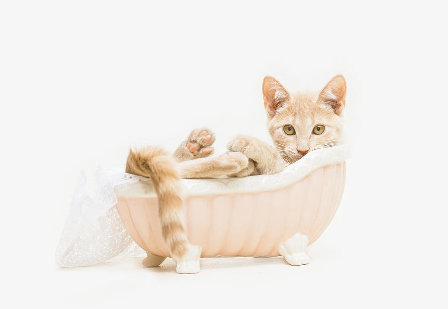 Cat Photograph - Animal Rescue Portraits- Buddy in the Bath by Andrea Borden