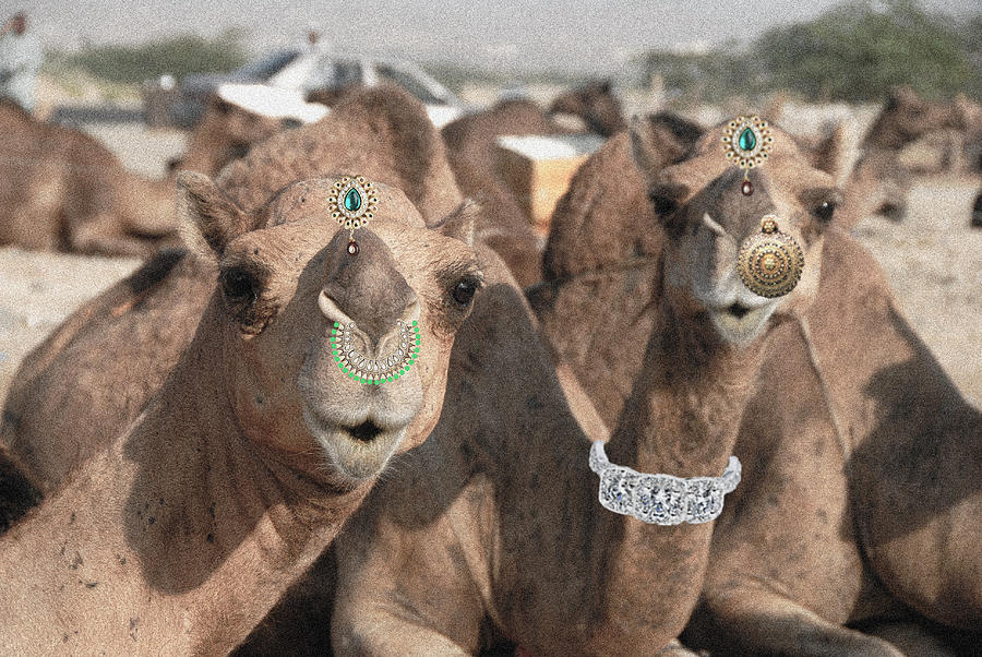 Camel Photograph - Animal Royalty 5 by Sumit Mehndiratta