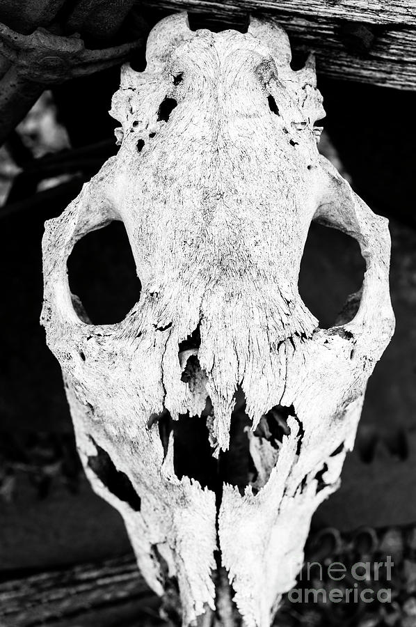 Animal Skeleton Head Photograph by Jim Corwin