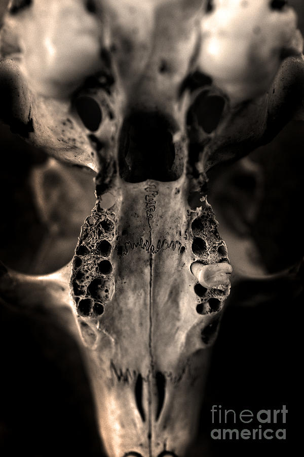 Animal skull Photograph by Clayton Bastiani