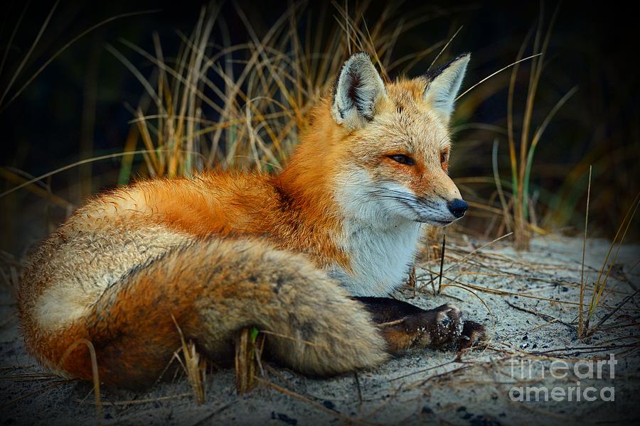 Animal - The Alert Fox  Photograph by Paul Ward