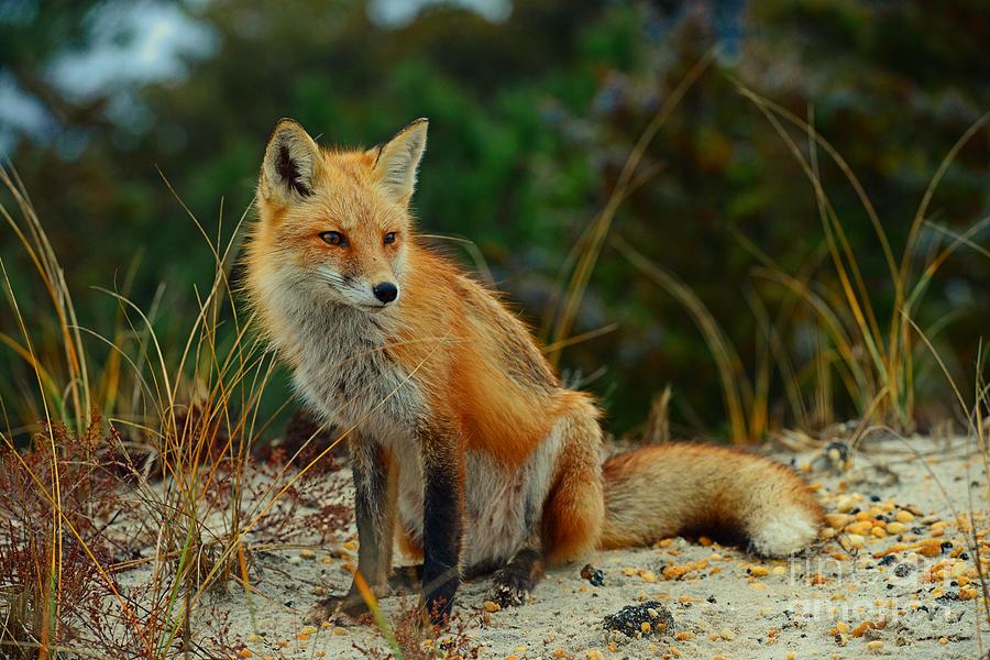 Animal - The Sitting Fox Photograph by Paul Ward - Pixels