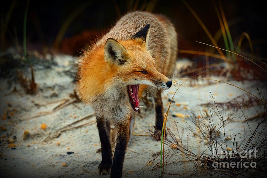 Animal - The Yawning Fox Photograph by Paul Ward