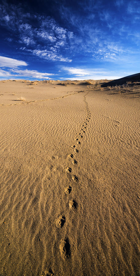 Animal Tracks in sand at Bruneau Dunes State Park in Idaho Photograph by Vishwanath Bhat
