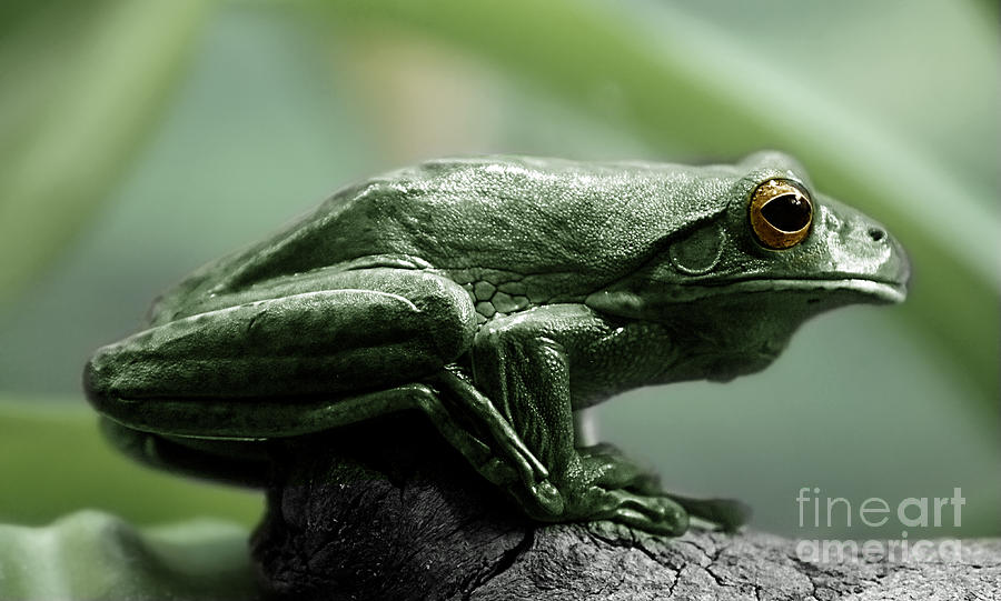 Frog Photograph - Animals 47 by Ben Yassa
