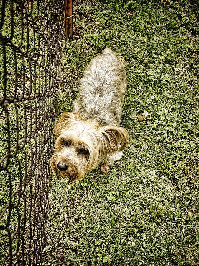 animals - dogs- The Grass Is Always Greener -photograph Photograph by Ann Powell