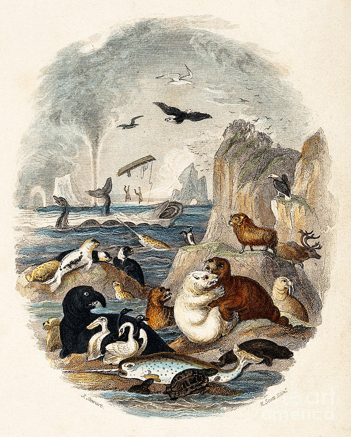 Animals on Sea Rock Face Goldsmith 1774 Photograph by Science Source