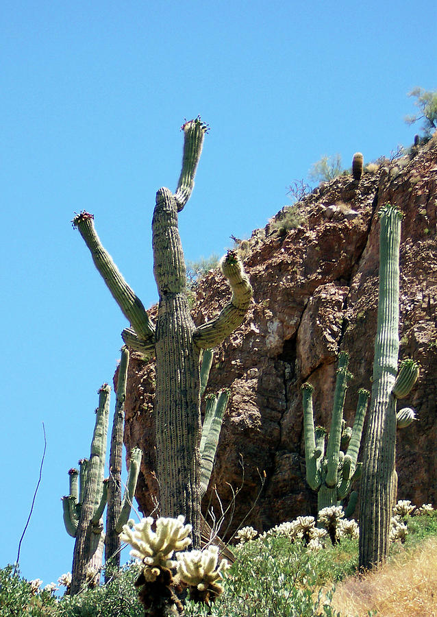 Animated Southwest Cactus 1 Photograph by Ilia -