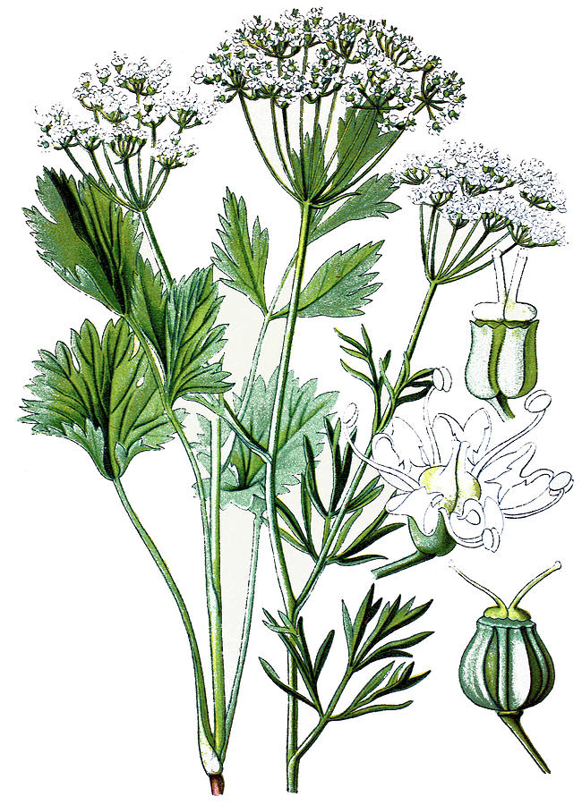 Anise, aniseed, Pimpinella anisum Drawing by Bildagentur-online