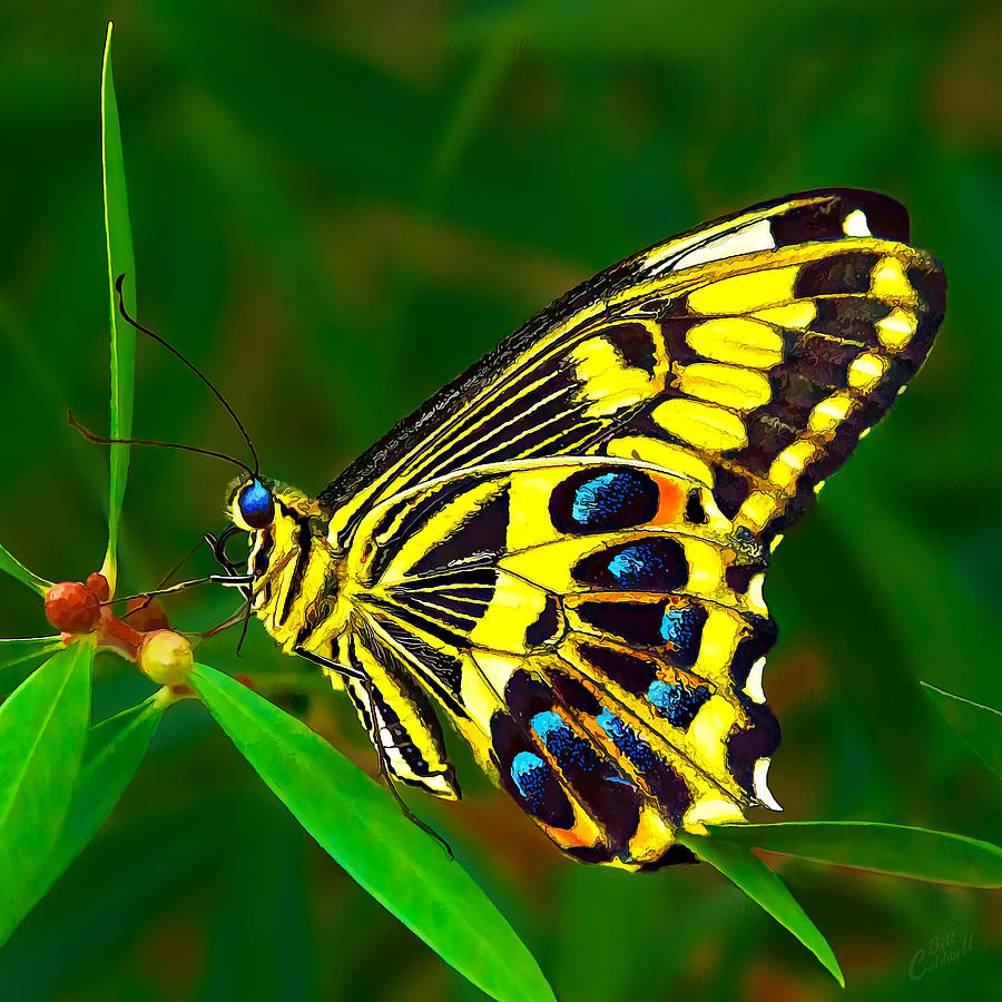 Anise Swallowtail Butterfly Photograph by ABeautifulSky Photography by Bill Caldwell