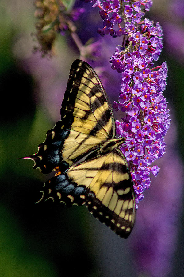 Butterfly Photograph - Anise Swallowtail by J Allen