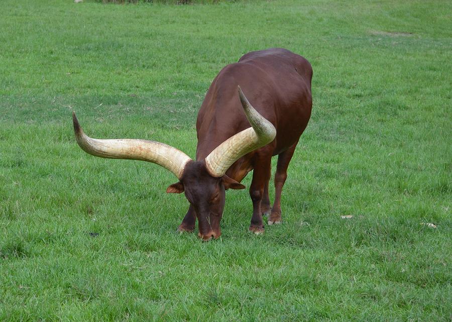 Ankole Cattle Eating Photograph by Richard Bryce and Family