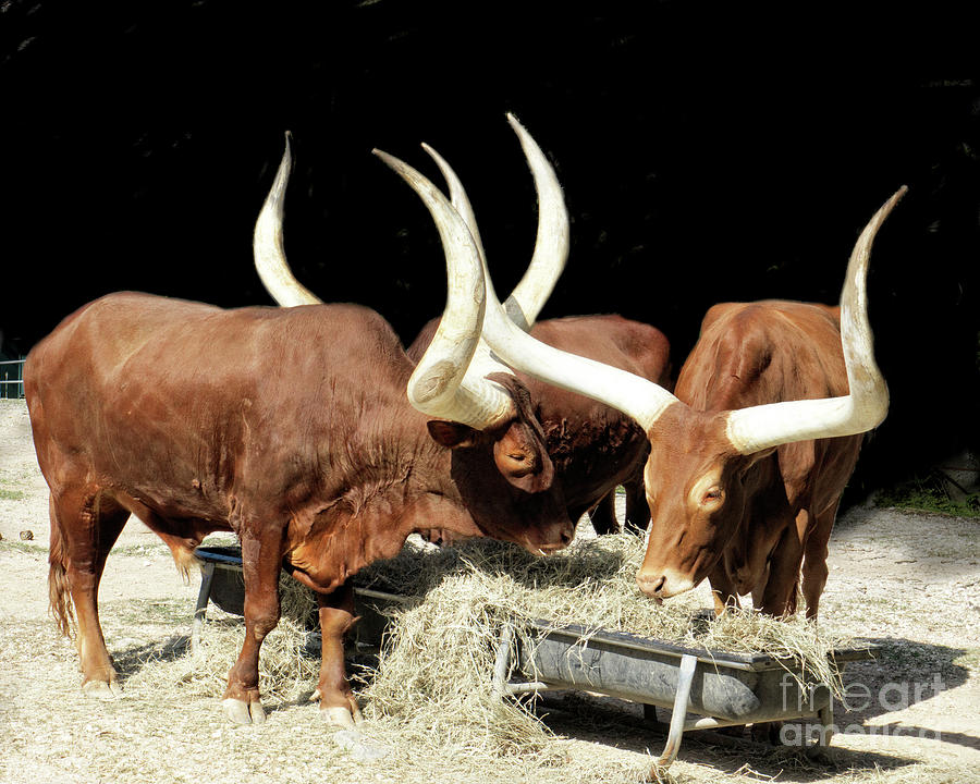 Ankole Longhorn Cattle Photograph by TN Fairey - Pixels