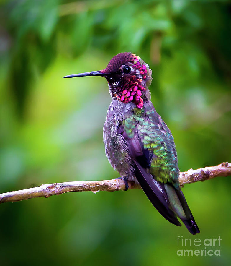 Bird Photograph - Anna Humming Bird by Sal Ahmed