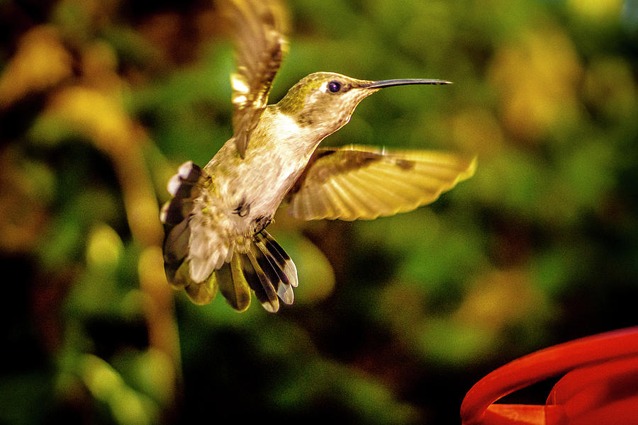 Anna hummingbird  in flight 1 Photograph by Donald Pash