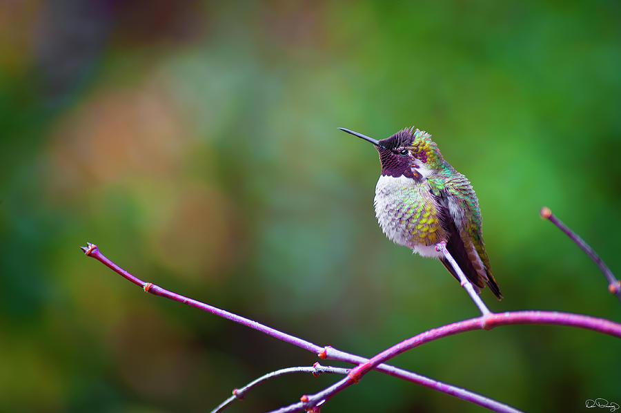 Nature Photograph - Anna Hummingbird VI by Dee Browning