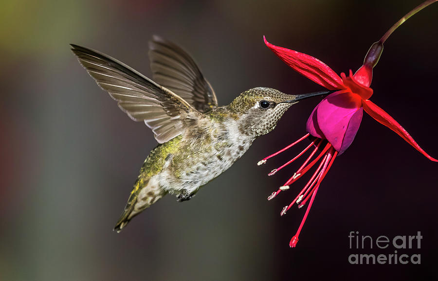 Anna Immature Hummingbird Photograph by Sal Ahmed