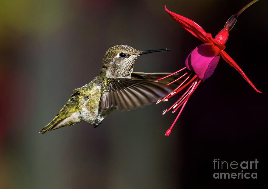 Bird Photograph - Anna Juvenile Hummingbird by Sal Ahmed