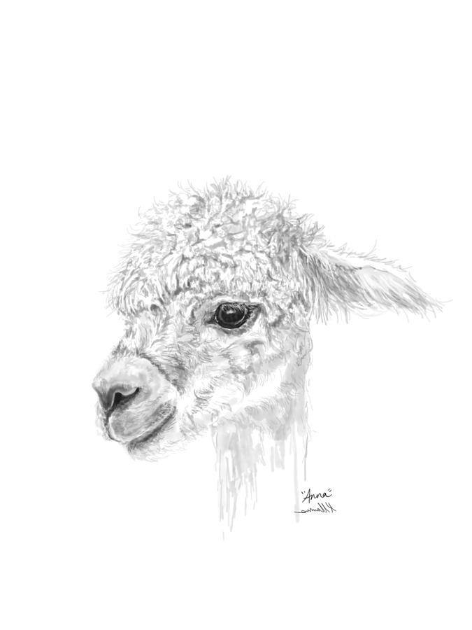Llamas Drawing - Anna by K Llamas Llamas Drawing - Anna by K Llamas