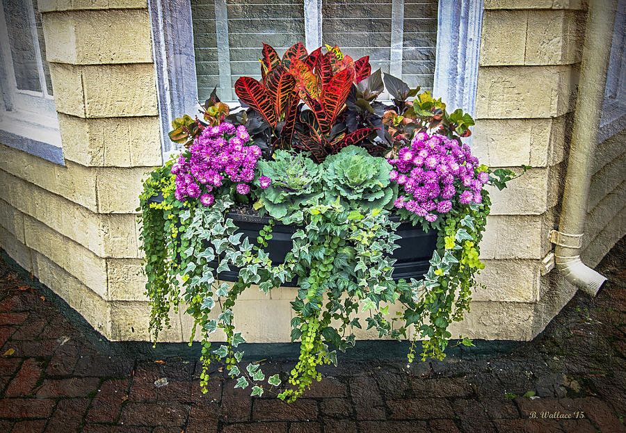 Flower Photograph - Annapolis Flower Box by Brian Wallace