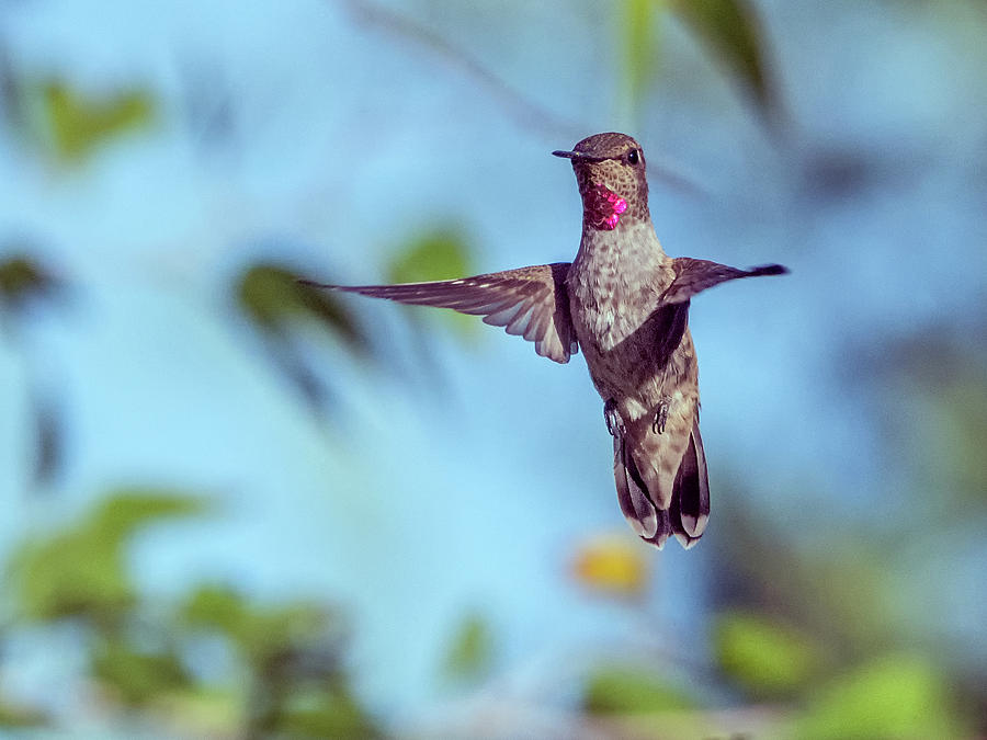Annas Hummingbird 1153 Photograph by Tam Ryan