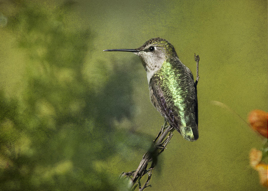 Annas Hummingbird 3 Photograph by Morgan Wright