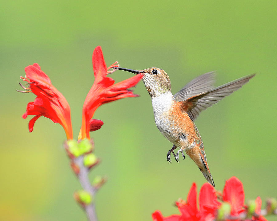 Annas Hummingbird 3 Photograph by Steve McKinzie