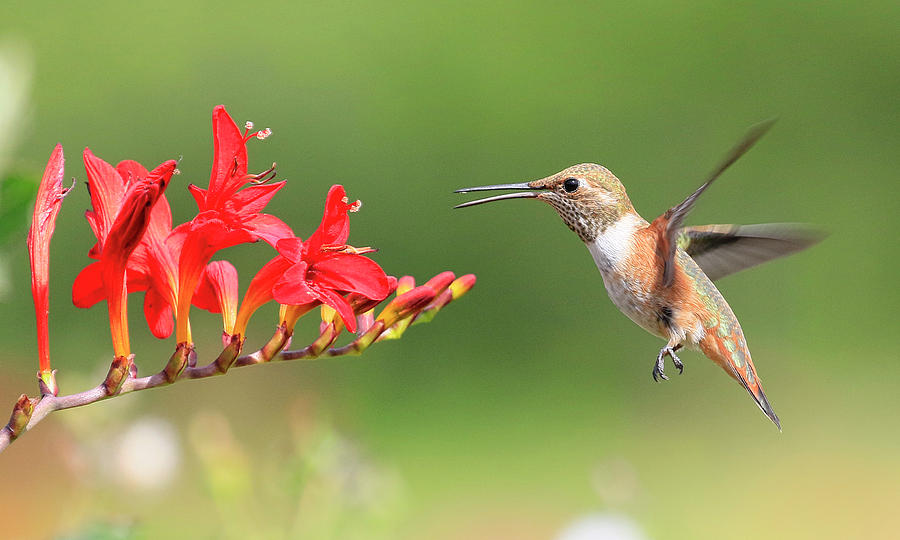 Annas Hummingbird 4  Photograph by Steve McKinzie