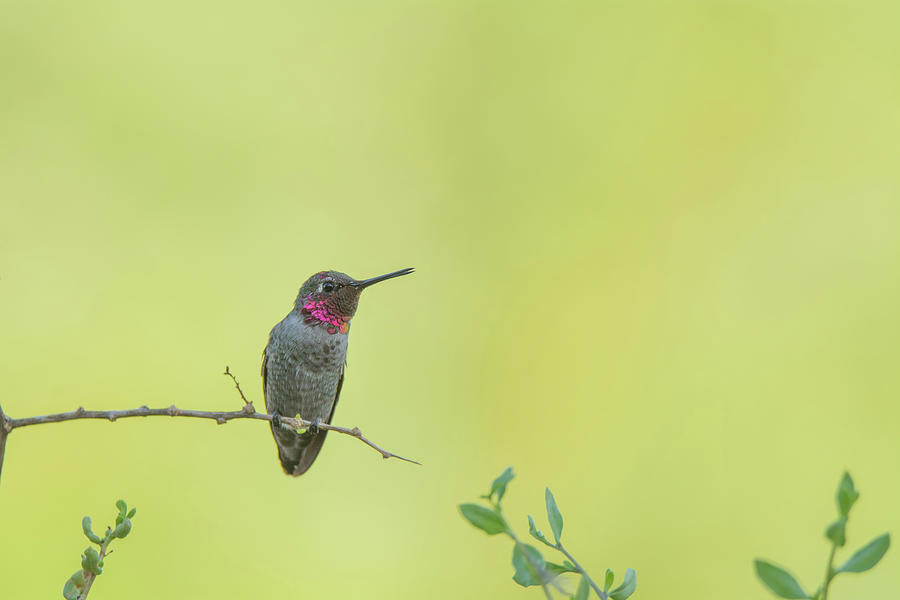 Annas Hummingbird 4325-080917-1 Photograph by Tam Ryan
