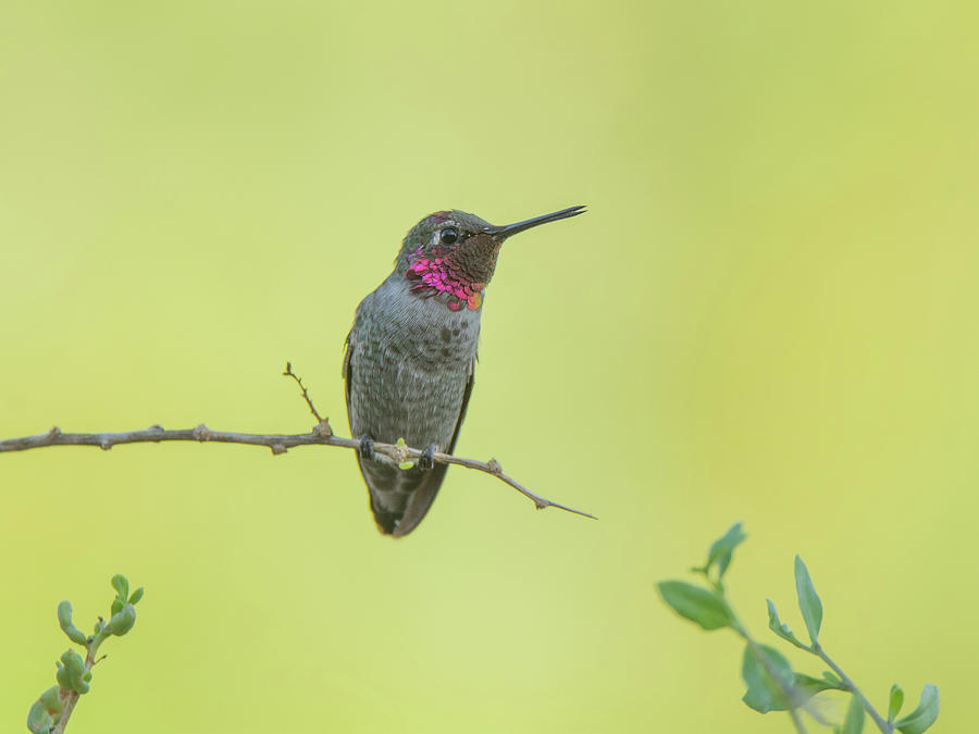 Annas Hummingbird 4325-080917-1cr Photograph by Tam Ryan