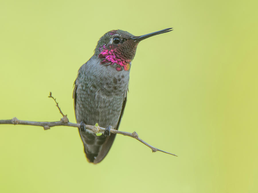Annas Hummingbird 4325-080917-2cr Photograph by Tam Ryan