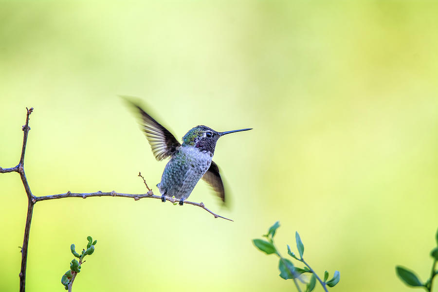 Annas Hummingbird 4327-080917-1 Photograph by Tam Ryan