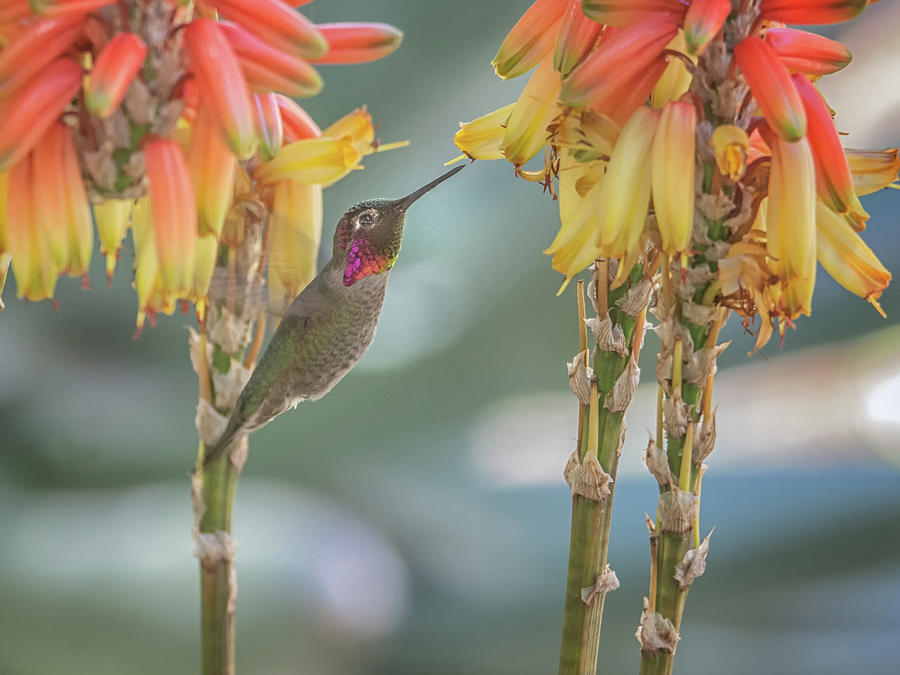 Annas Hummingbird 4822 Photograph by Tam Ryan