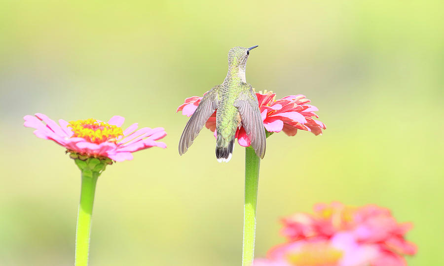 Annas Hummingbird 5 Photograph by Steve McKinzie