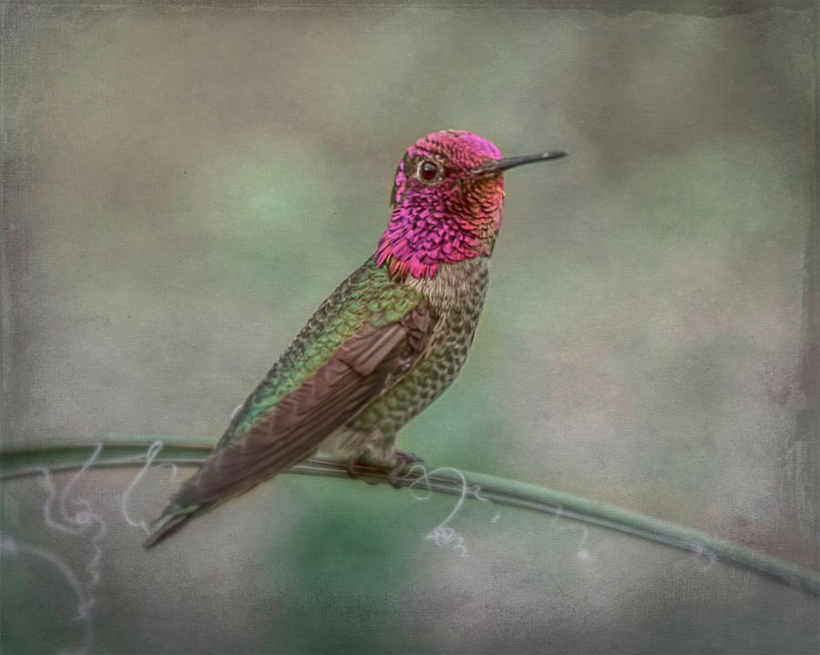 Annas Hummingbird 5024 Digital Art by Teresa Wilson