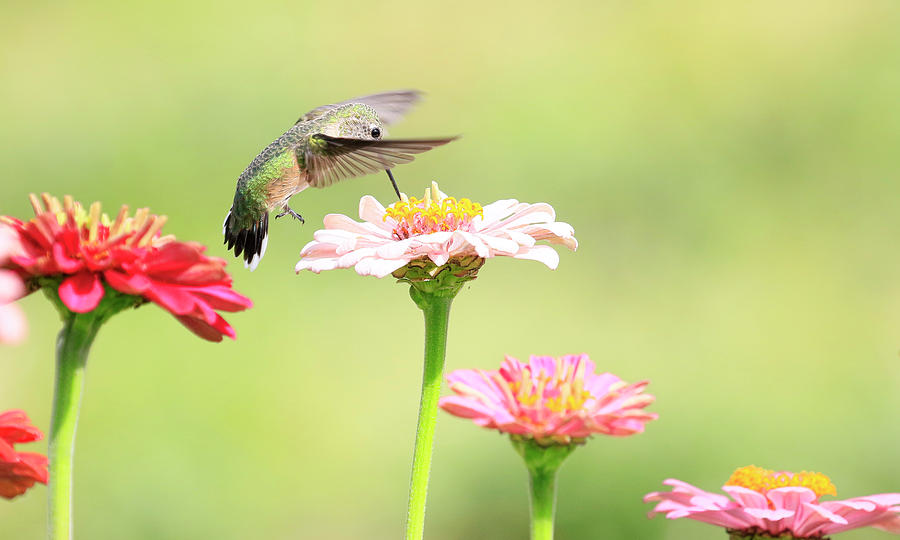 Annas Hummingbird 7 Photograph by Steve McKinzie