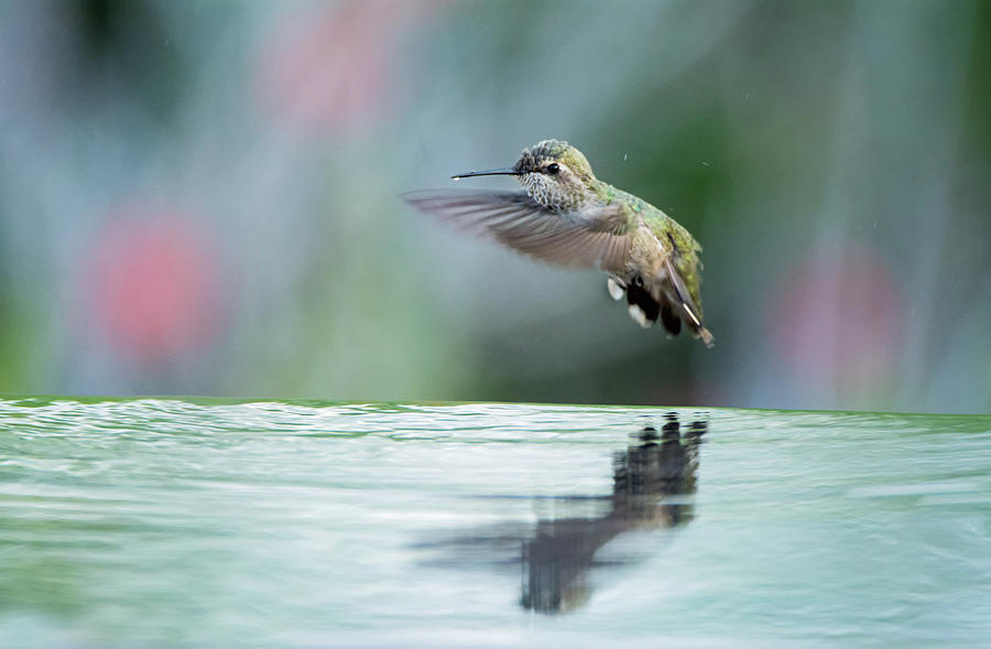 Annas Hummingbird - 8442-050717-1 Photograph by Tam Ryan