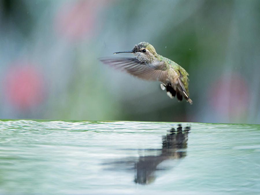Annas Hummingbird - 8442-050717-2cr Photograph by Tam Ryan