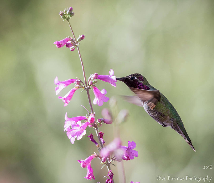 Annas Hummingbird Photograph by Aaron Burrows