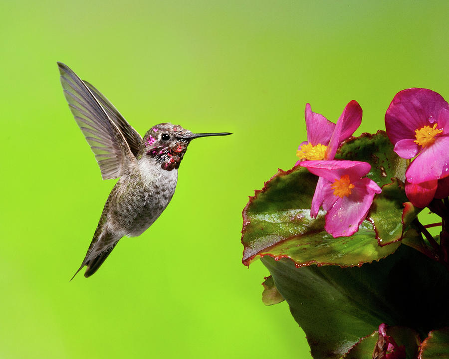 Annas Hummingbird And Begonia 1 Photograph by Lara Ellis