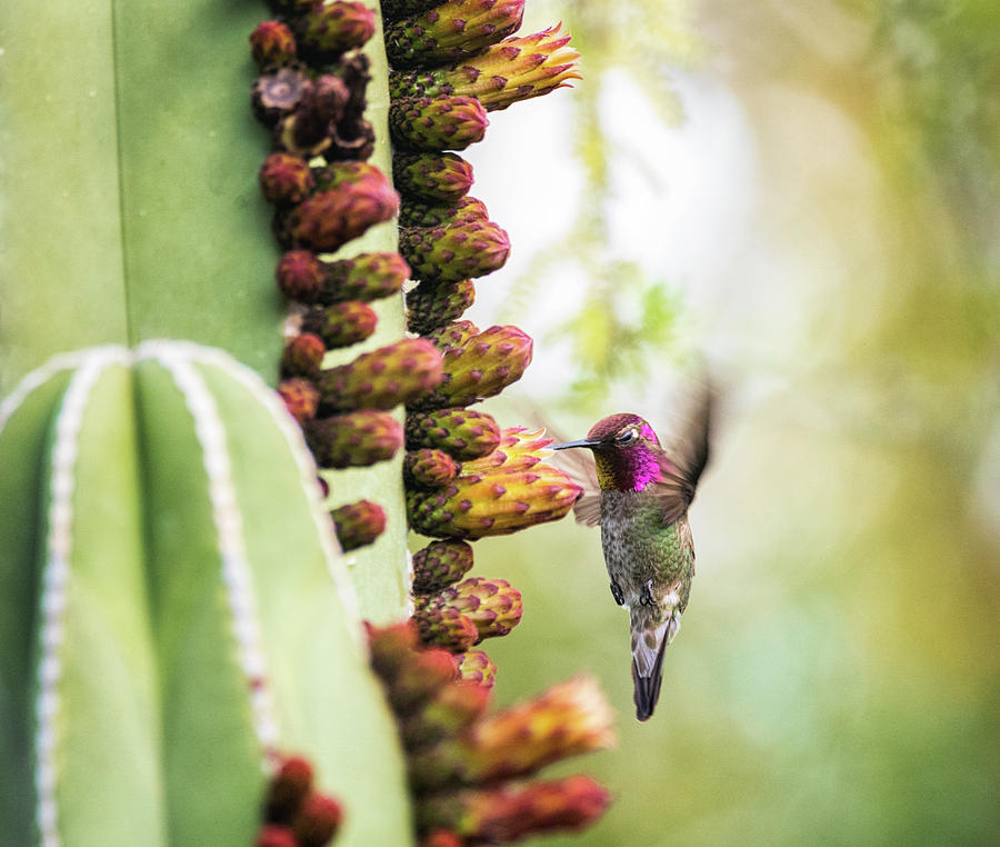 Annas Hummingbird and Cactus Flowers  Photograph by Saija Lehtonen