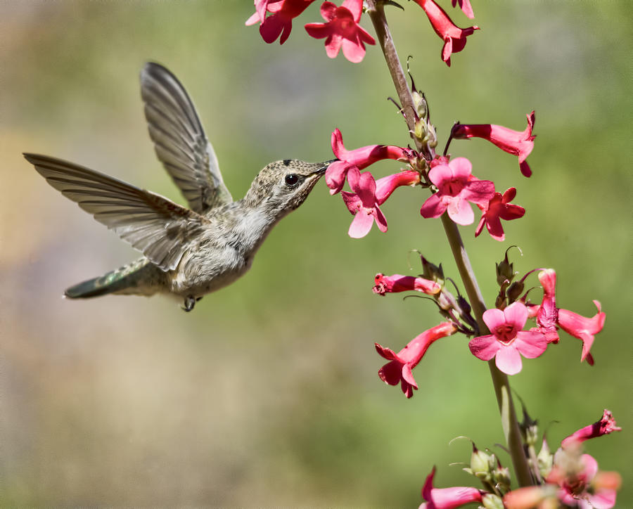 Annas Hummingbird and the Penstemon  Photograph by Saija Lehtonen