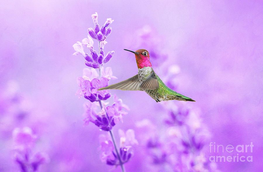Hummingbird Photograph - Annas Hummingbird at Lavender Sprig by Laura D Young