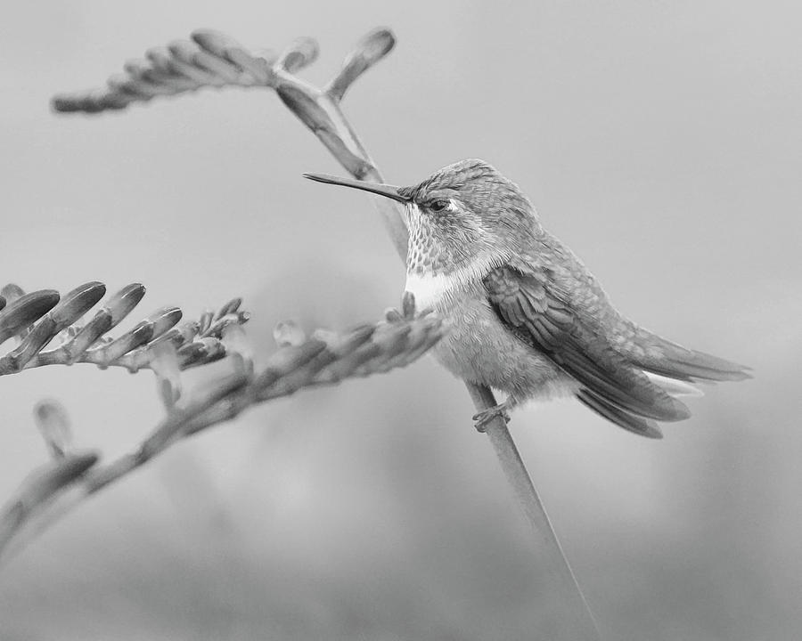 Annas Hummingbird Black and White Photograph by Steve McKinzie