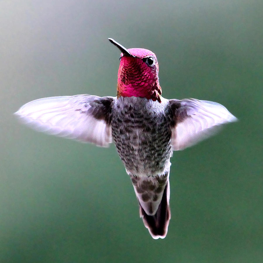 Annas Hummingbird Photograph by Carl Olsen
