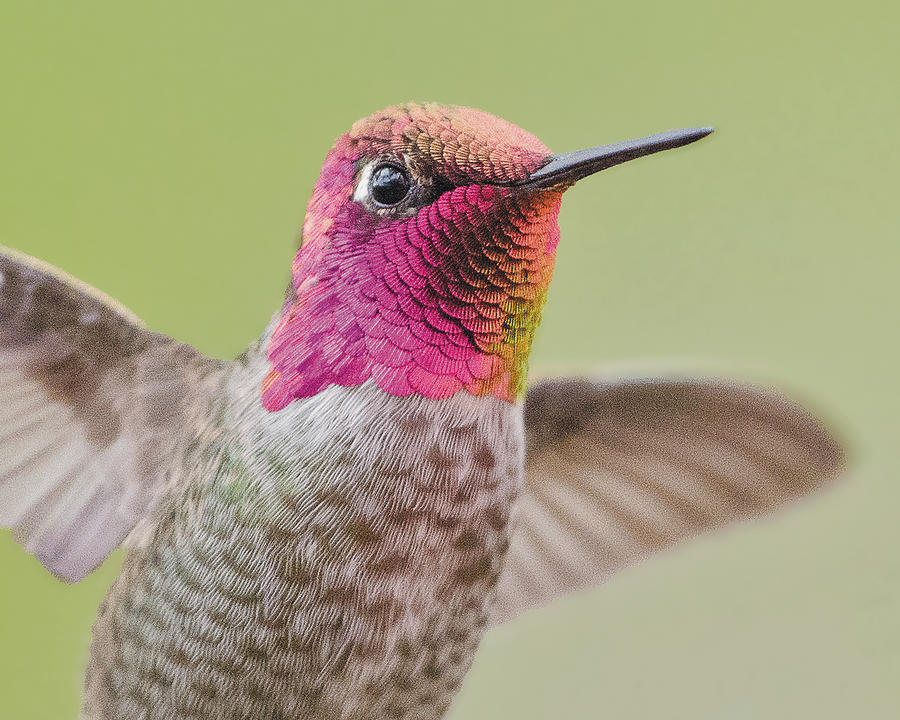 Annas Hummingbird Closup In Flight Photograph by William Bitman